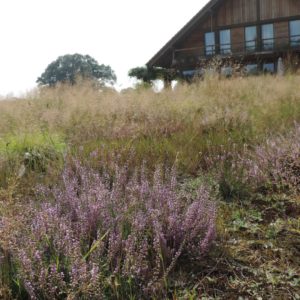 Stuikheide weer in bloei