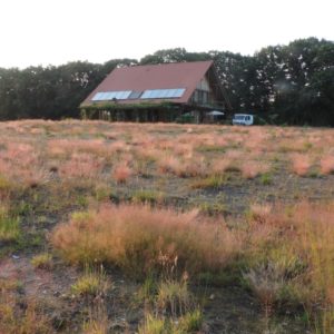 Buntgras op stuifzand