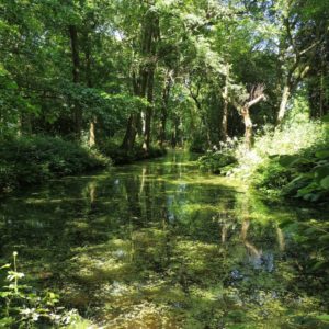 de fraai door het parkbos slingerende vijver