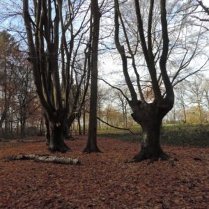 oude doorgegroeide beukenhaag: de olifantbomen