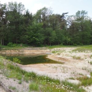 in de poel planten kamsalamanders zich voort