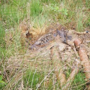 een dode ree, zou de wolf hier zijn langsgeweest?