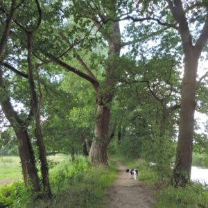 Populus x canadensis 'Serotina'