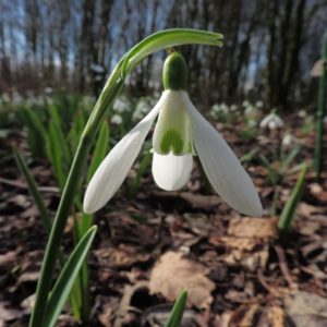 Galanthus 'Atkinsii'