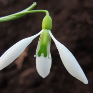 Galanthus 'Ding Dong'