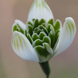 Galanthus 'Jacquenetta'