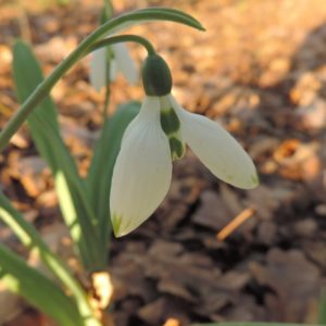 Galanthus 'Warandes Groenpunt'