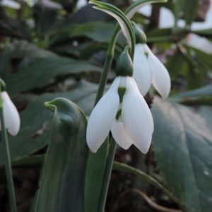 Galanthus elwesii 'Karlijn'