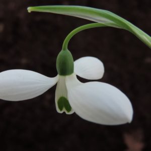 Galanthus elwesii var.monostictus