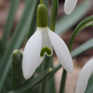 Galanthus nivalis