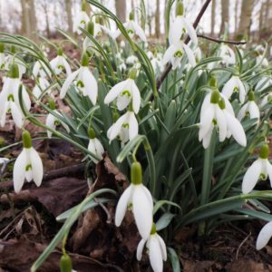 Galanthus nivalis