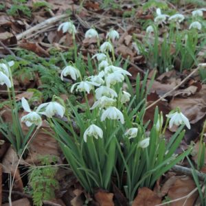 Galanthus nivalis 'Flore Plena'