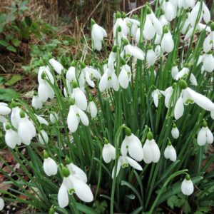 Galanthus nivalis 'S.Arnott'