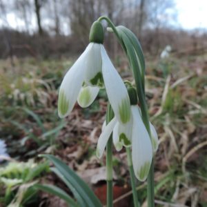 Galanthus nivalis 'Viridiapice'