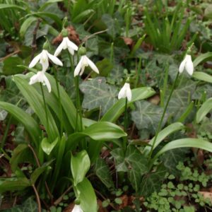 Galanthus woronowii