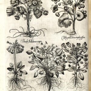 Voorjaarsbloemen in Basilius Besler, Hortus Eystettensis, 1613