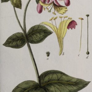 Kamperfoelie in J. Zorn, Icones plantarum medicinalium, (1779-1784)