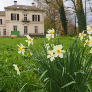 Oude narcis cultivar