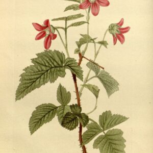 Prachtframboos in Loddiges, C.L., botanical cabinet (1817-1833)