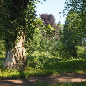 Dichtgegroeid parkbos